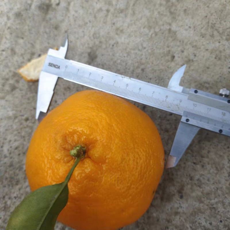 耙耙肝