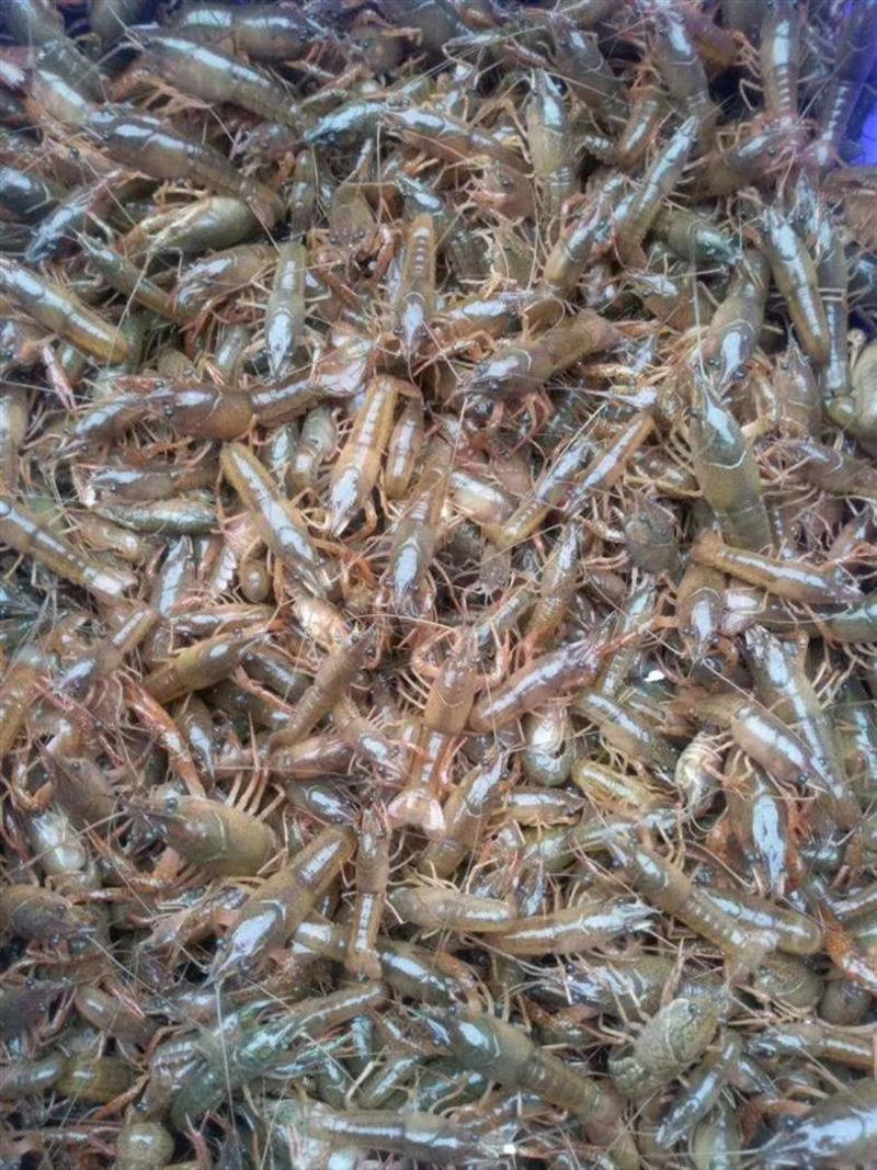 湖北潜江清水小龙虾苗，规格齐全，肉饱满，口感好，货源足