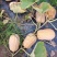 鼎牌小胖墩蜜本南瓜种子两用型杂交南瓜种子嫩瓜老瓜都好吃