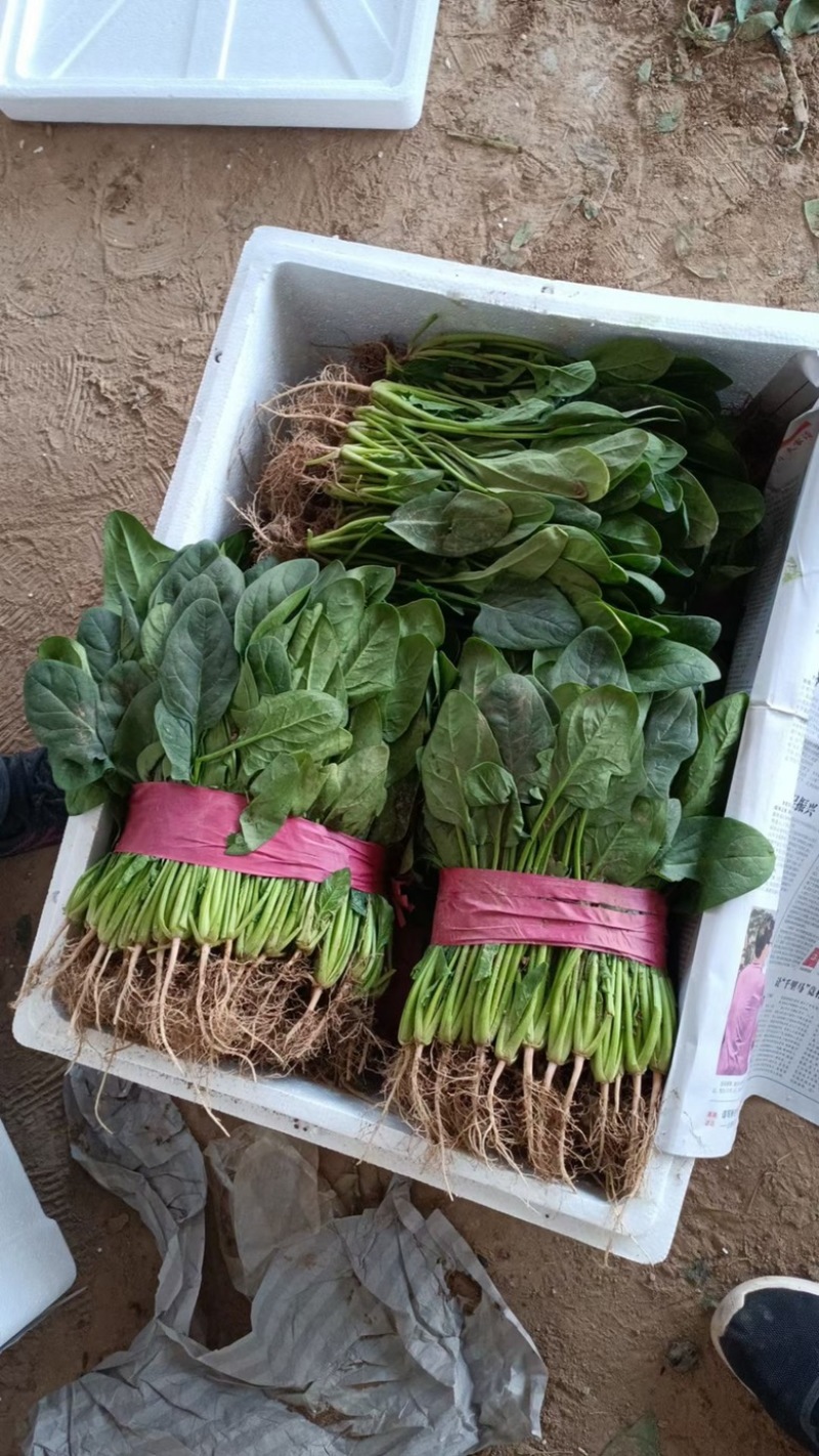 菠菜大叶菠菜25公分左右。产地直供，欢迎大家前来选购。