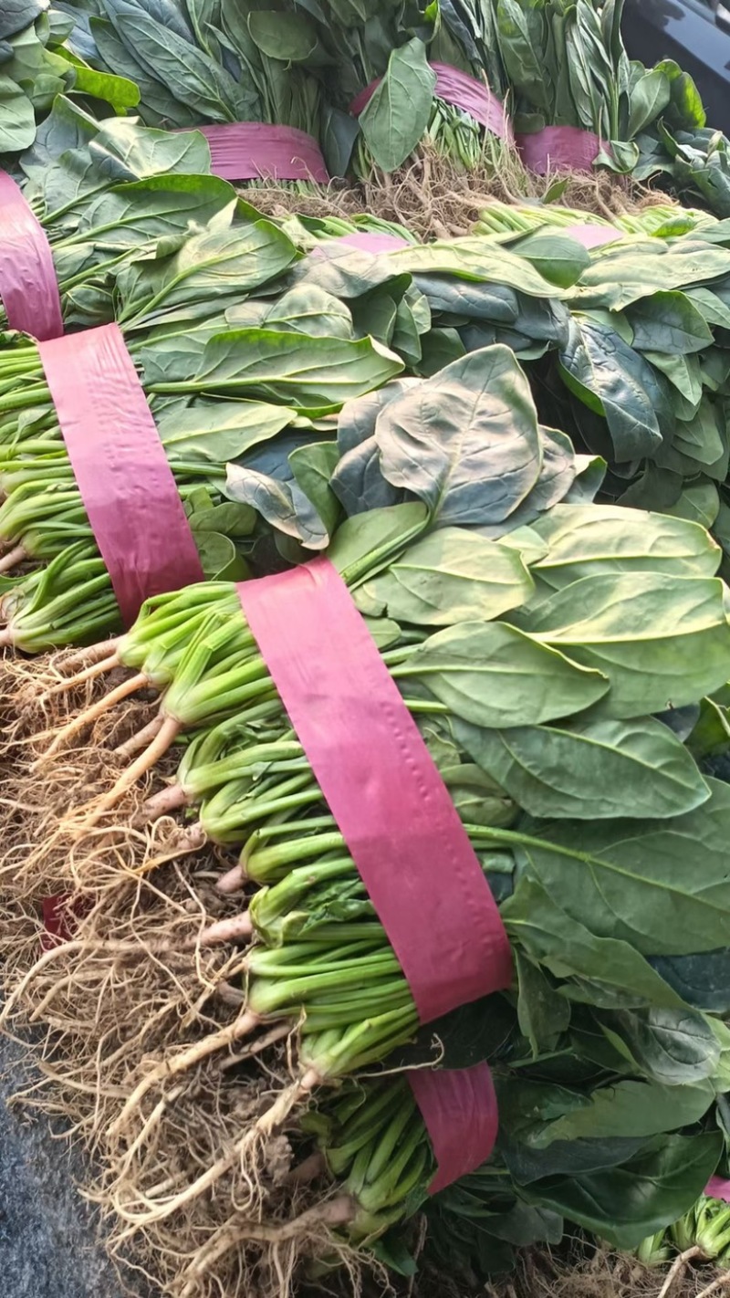 菠菜大叶菠菜25公分左右。产地直供，欢迎大家前来选购。