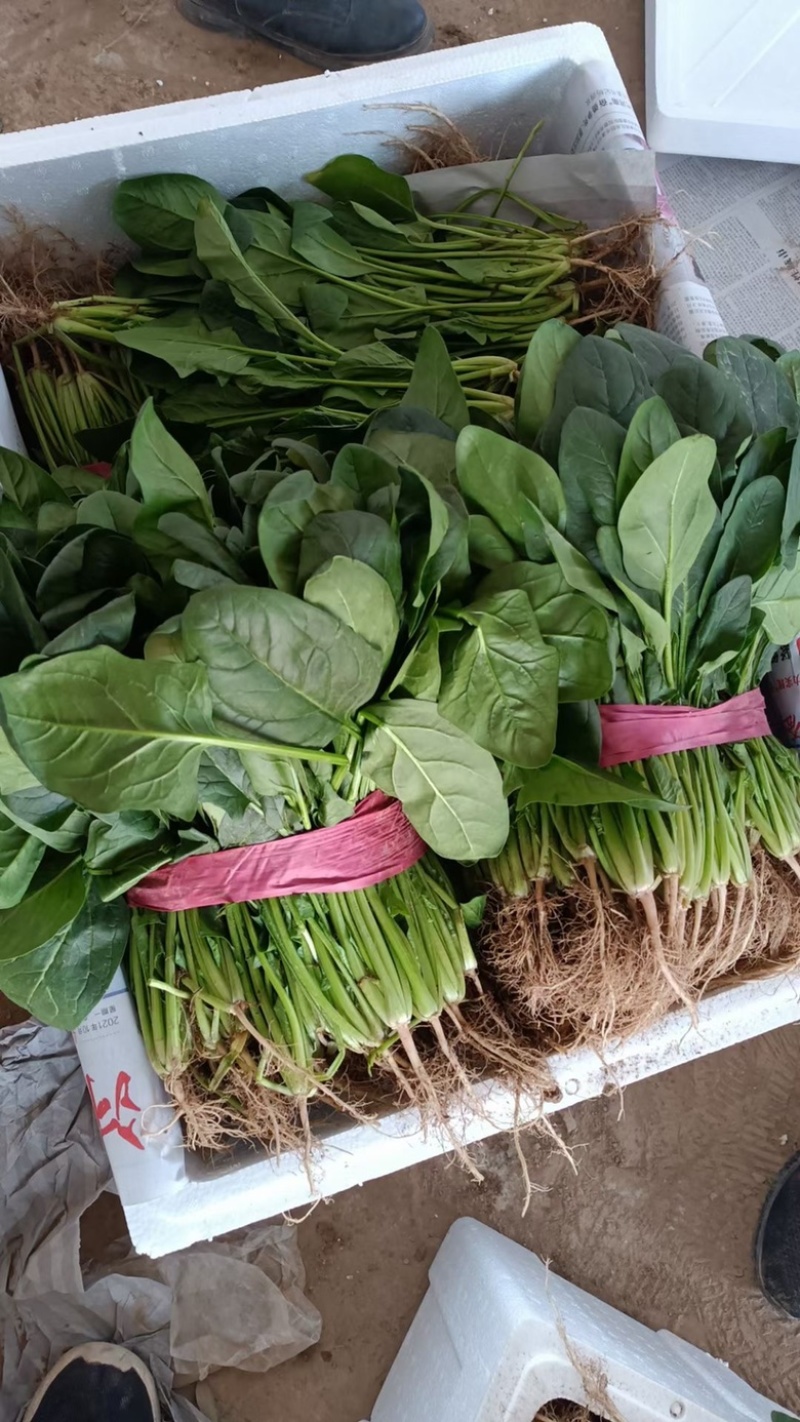 菠菜大叶菠菜25公分左右。产地直供，欢迎大家前来选购。