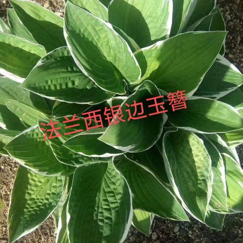 银边玉簪法兰西玉簪东北玉簪基地