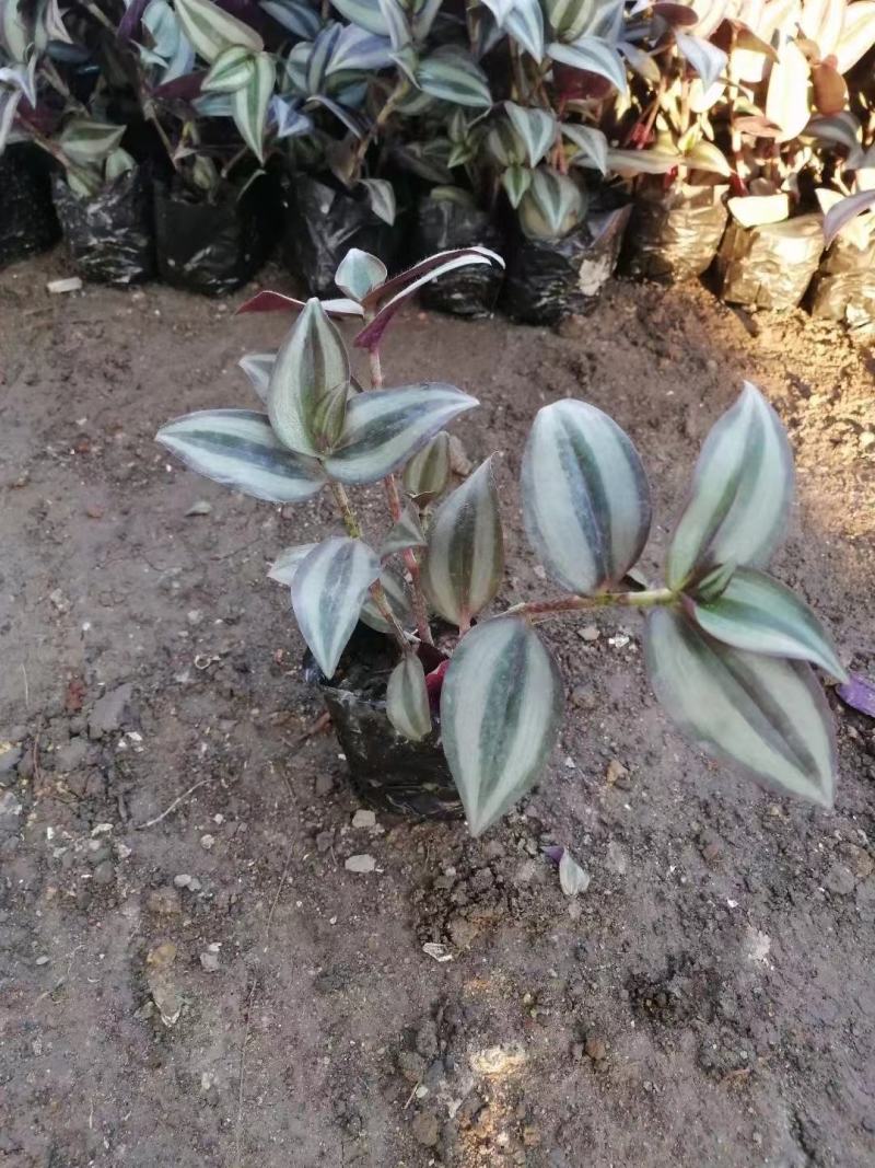 吊竹梅有需要的联系量大优惠欢迎新老客户下大单