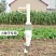 手提式播种机玉米花生大豆手动蔬菜播种器播种施肥一体机硬