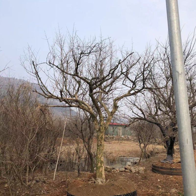 石榴树