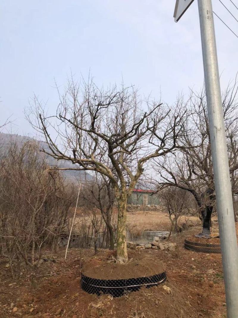 石榴树