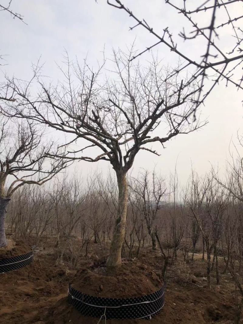 石榴树
