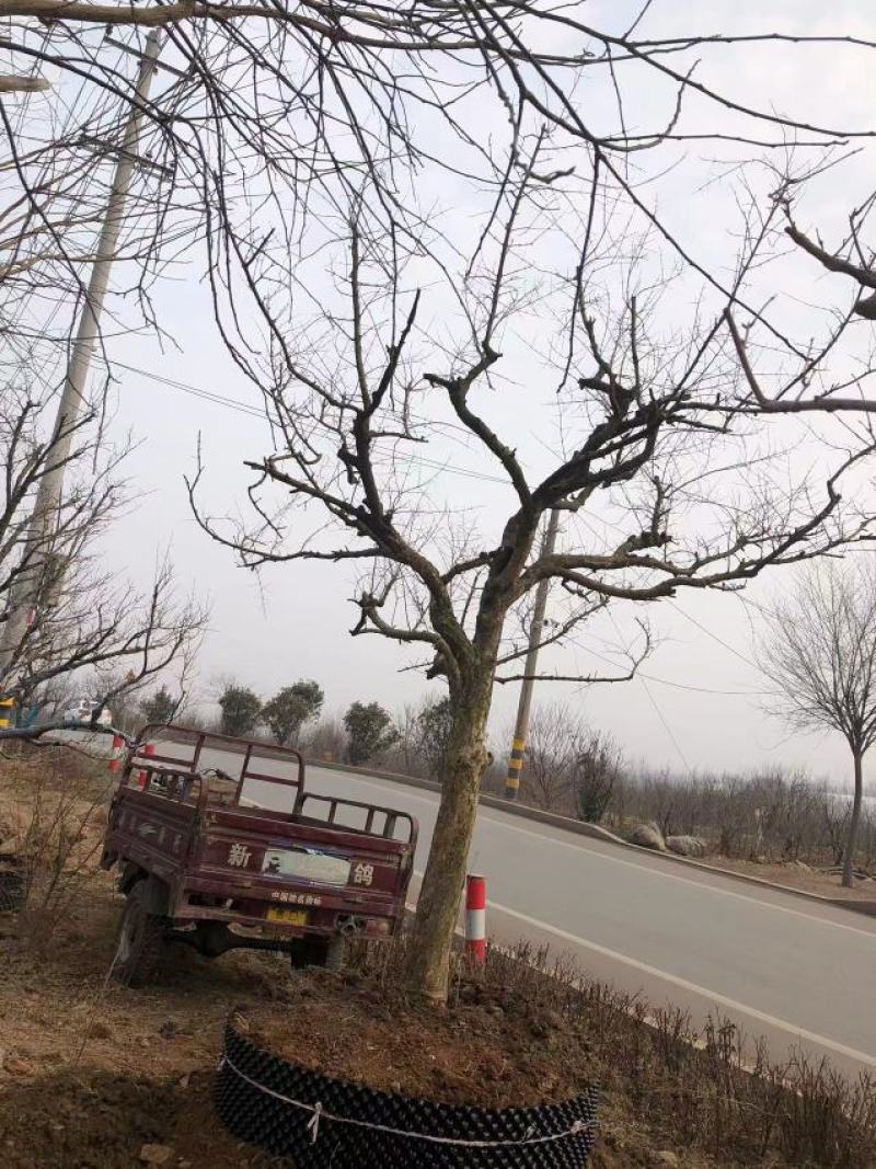 石榴树
