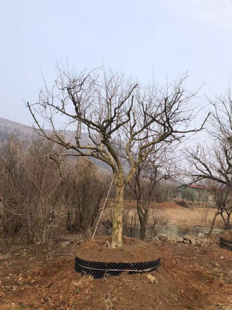 石榴树