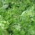 四川儿菜大量上市，千亩种植基地，一手货源工厂货都