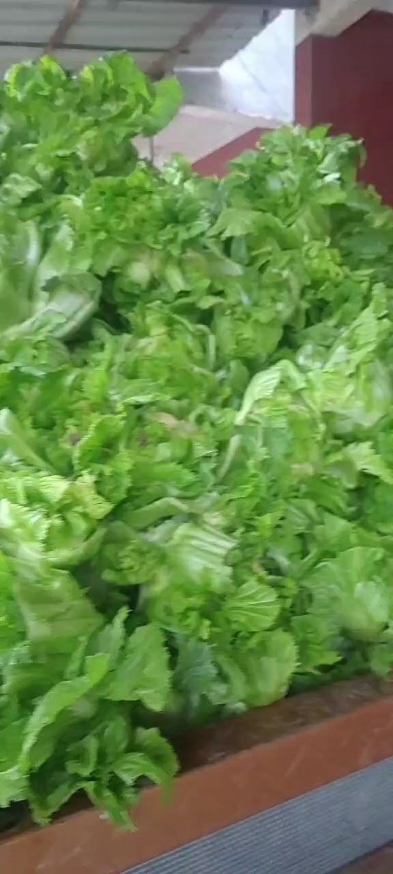 四川儿菜大量上市，千亩种植基地，一手货源工厂货都
