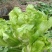 四川儿菜大量上市，千亩种植基地，一手货源工厂货都