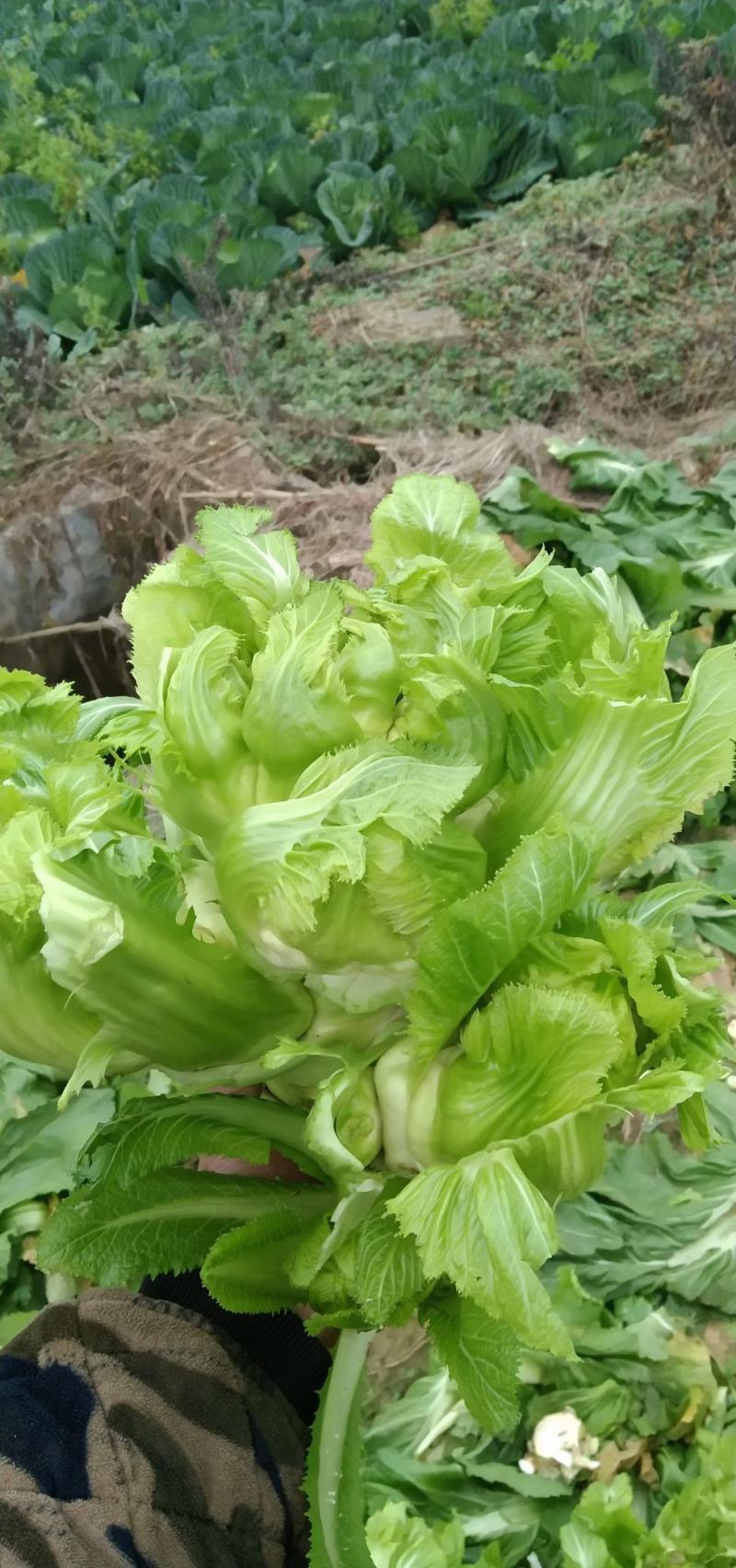 四川儿菜大量上市，千亩种植基地，一手货源工厂货都
