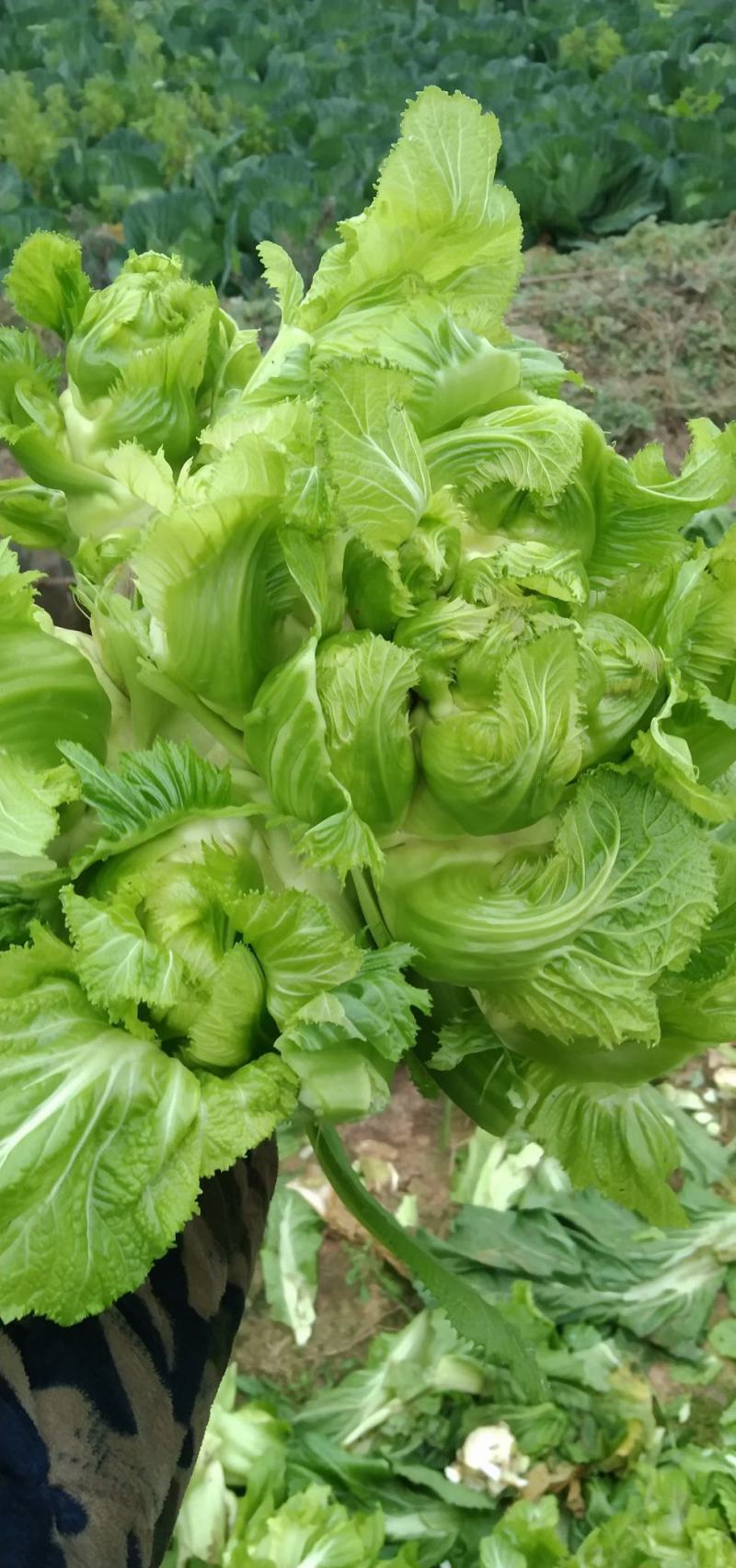 四川儿菜大量上市，千亩种植基地，一手货源工厂货都