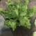 四川儿菜大量上市，千亩种植基地，一手货源工厂货都