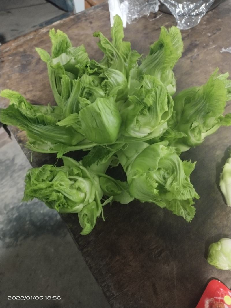 四川儿菜大量上市，千亩种植基地，一手货源工厂货都