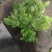 四川儿菜大量上市，千亩种植基地，一手货源工厂货都