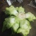 四川儿菜大量上市，千亩种植基地，一手货源工厂货都
