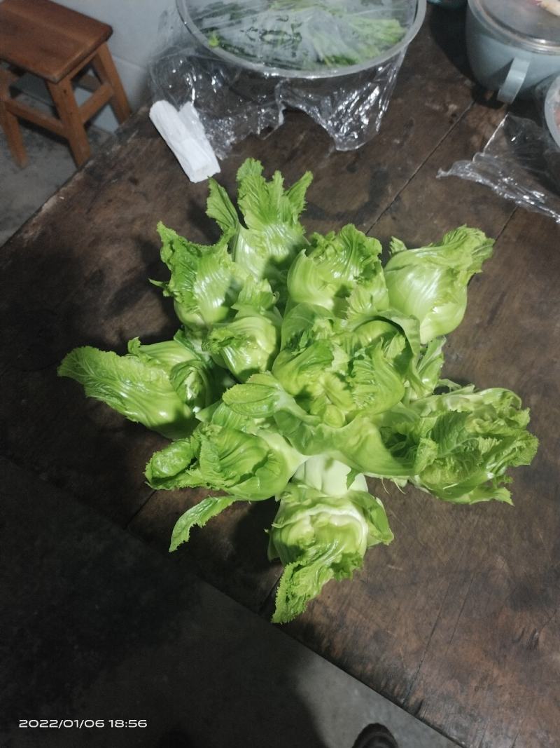 四川儿菜大量上市，千亩种植基地，一手货源工厂货都