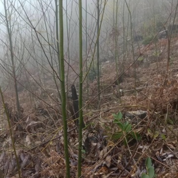 山苍籽树苗销售中