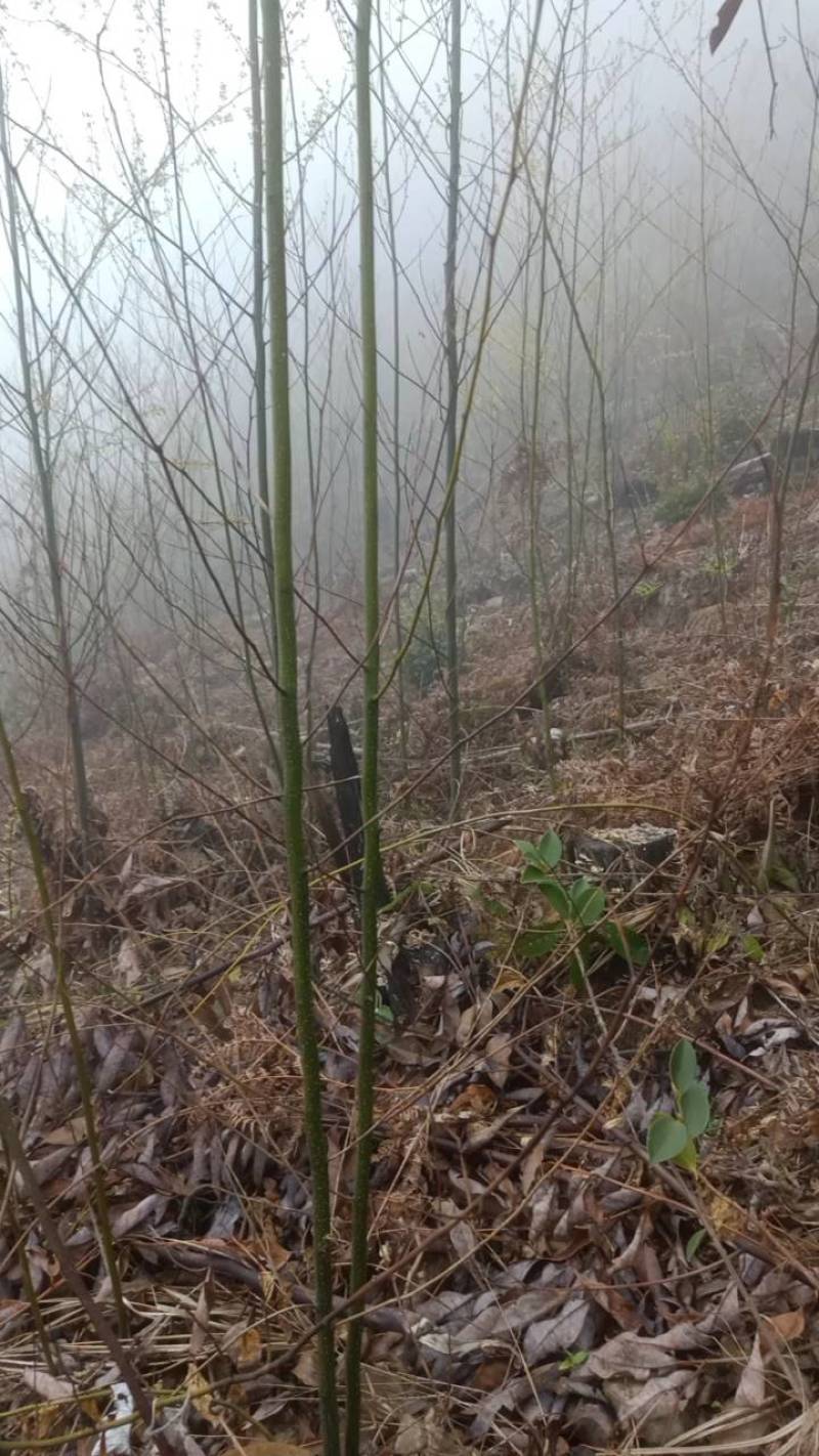 山苍籽树苗销售中