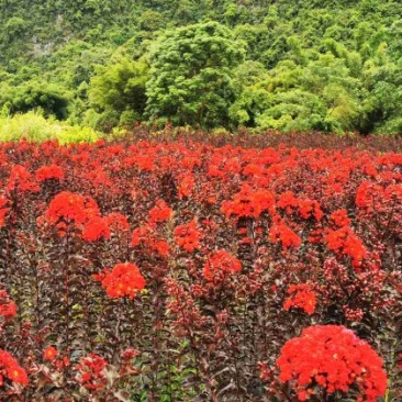 紫叶紫薇高度1.2米起到1.7米，基地发货量大从优