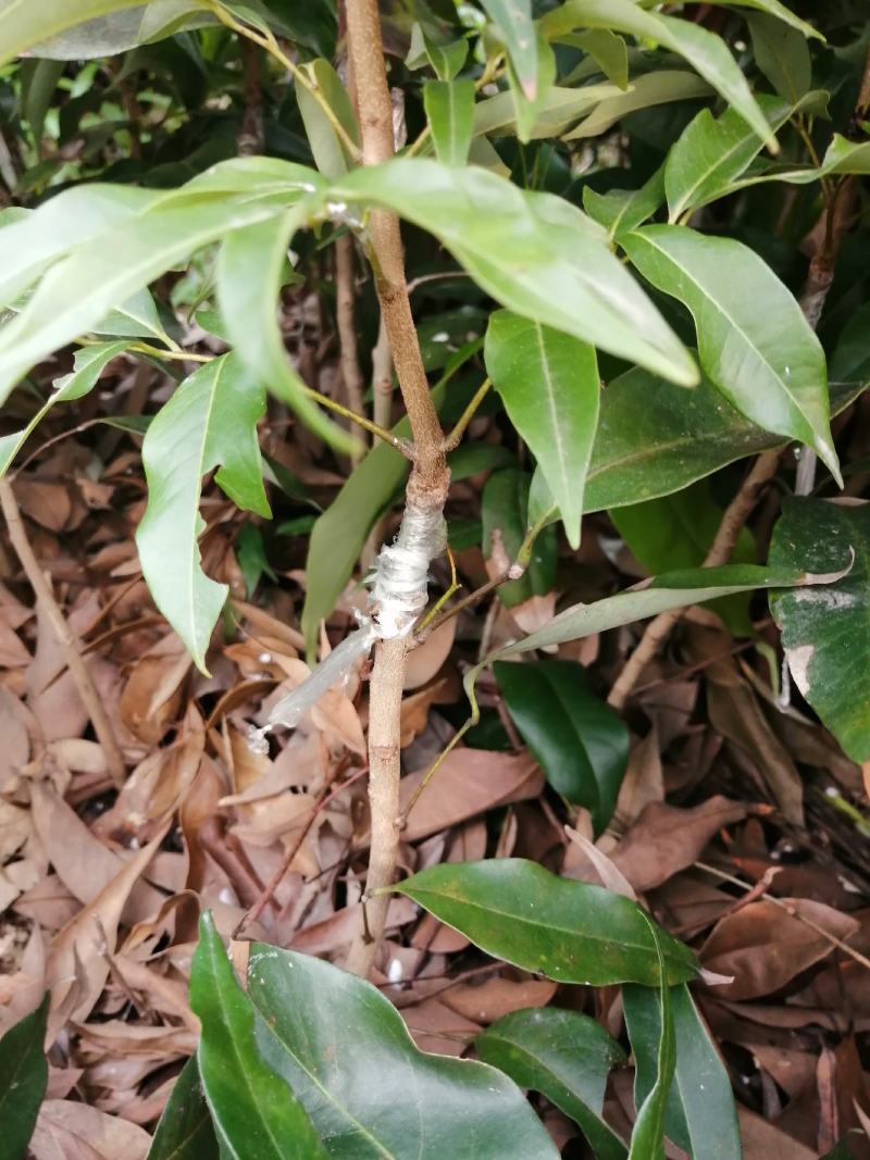 妃子笑荔枝树苗