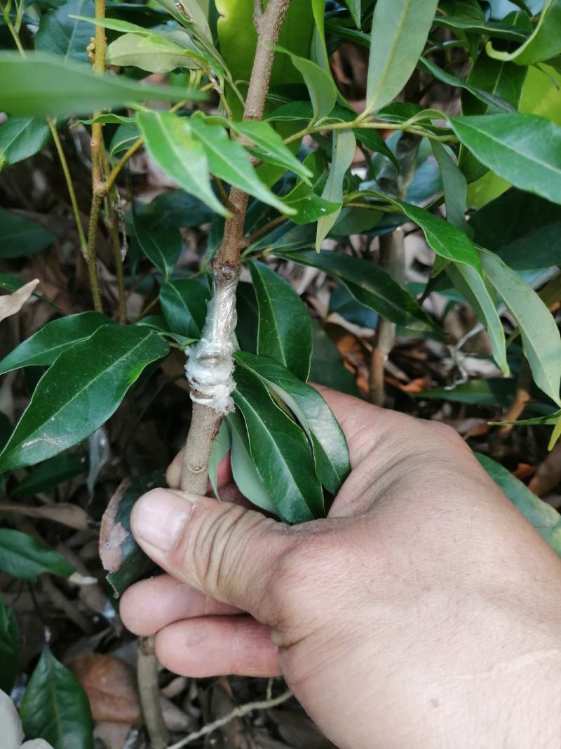 妃子笑荔枝树苗