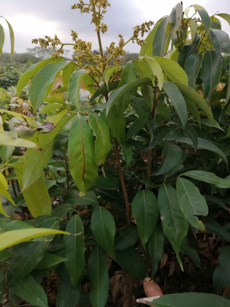 妃子笑荔枝树苗
