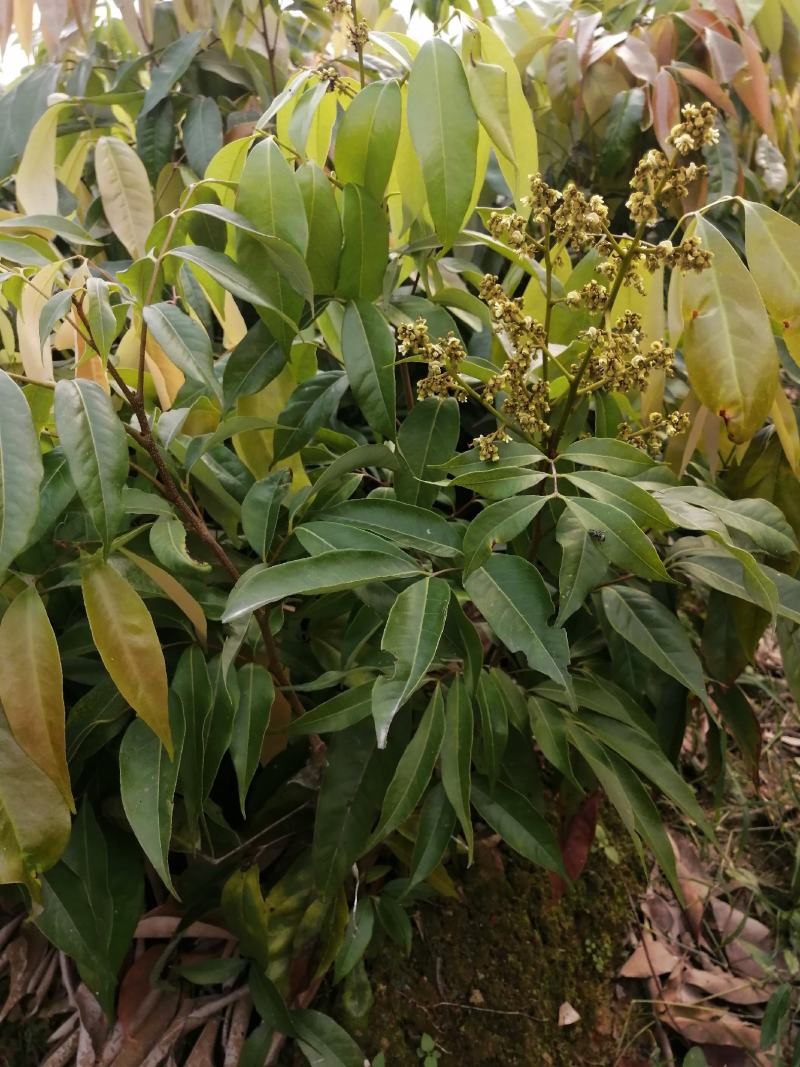 妃子笑荔枝树苗