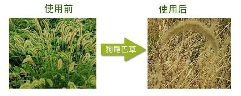 浪淘沙草甘膦异丙胺盐41%草甘膦30%非耕地杂草除草剂