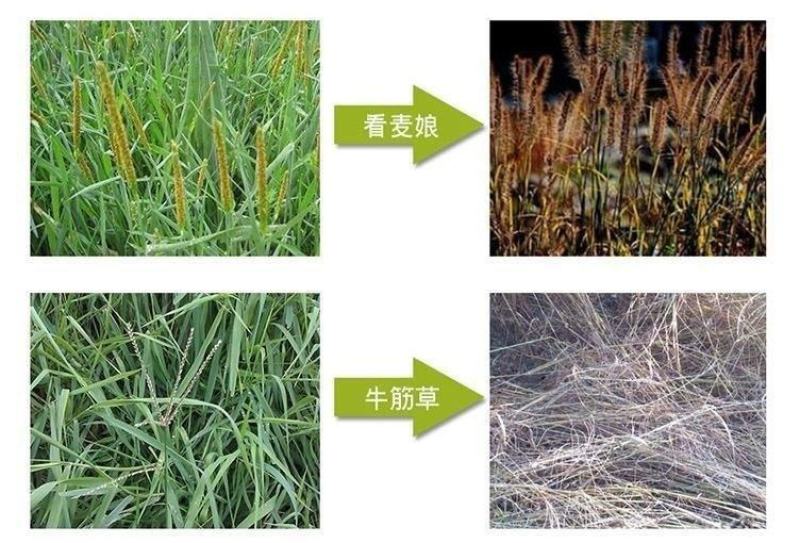 浪淘沙草甘膦异丙胺盐41%草甘膦30%非耕地杂草除草剂