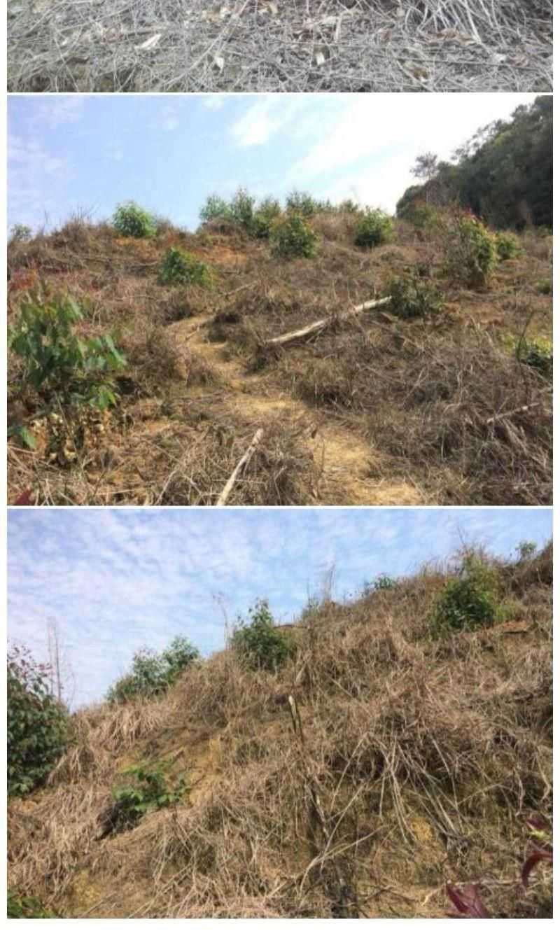 浪淘沙草甘膦异丙胺盐41%草甘膦30%非耕地杂草除草剂