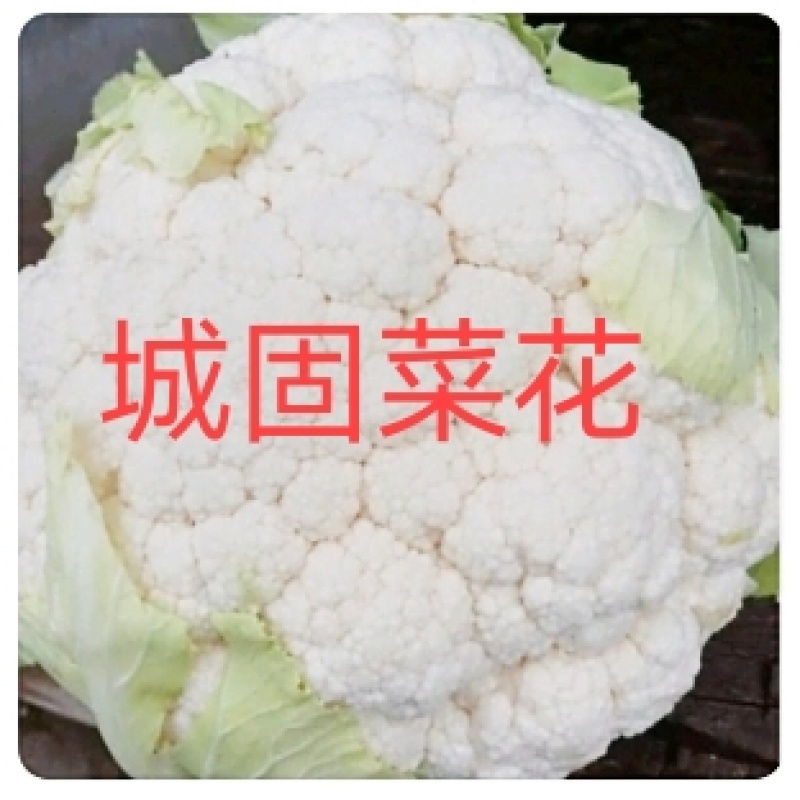 【陕西汉中菜花】乳白紧花产地直供商超加工保正质量全国发货