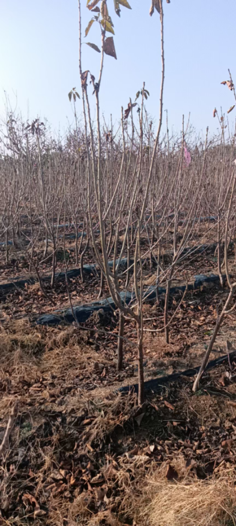 苗圃自育品种大樱桃苗