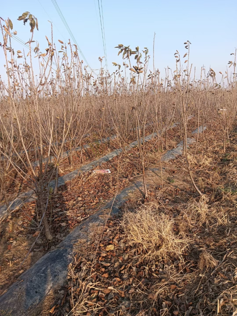 苗圃自育品种大樱桃苗