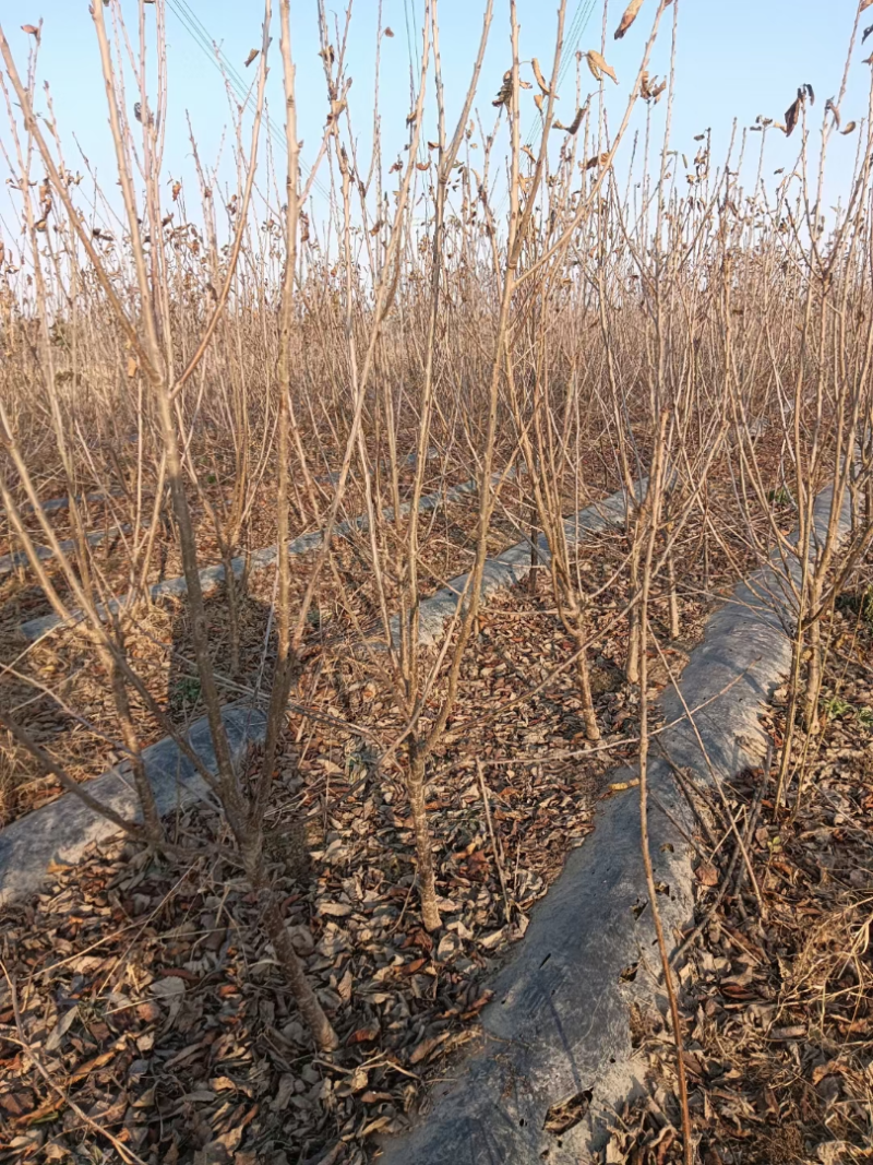 苗圃自育品种大樱桃苗