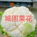 【陕西汉中菜花】乳白紧花产地直供商超加工保正质量全国发货