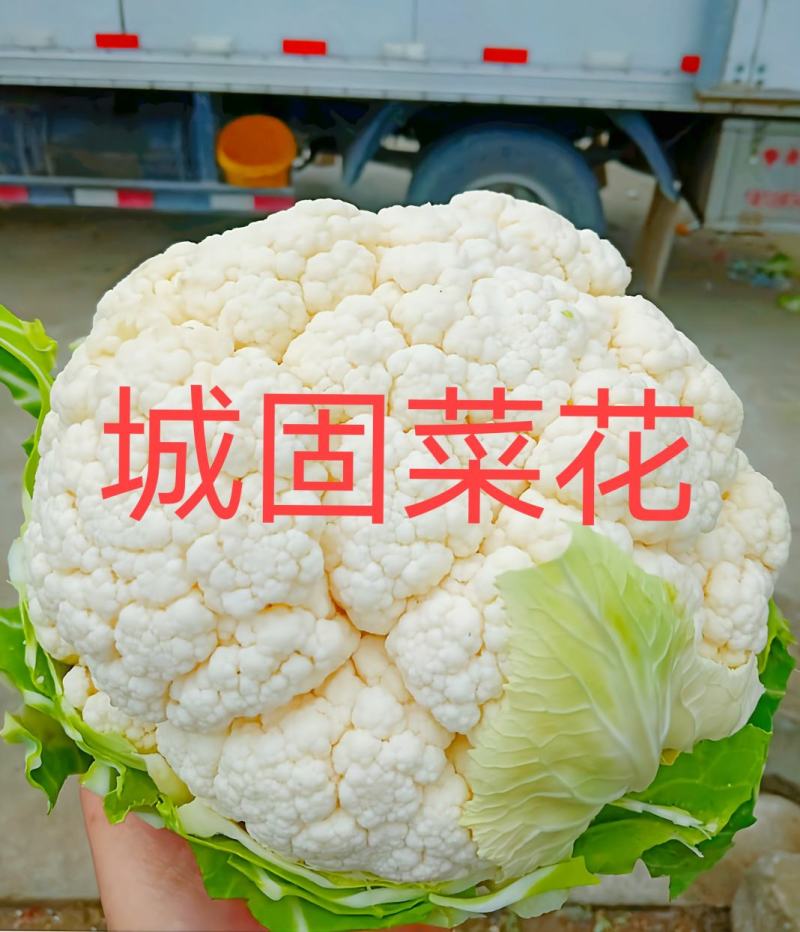 【陕西汉中菜花】乳白紧花产地直供商超加工保正质量全国发货