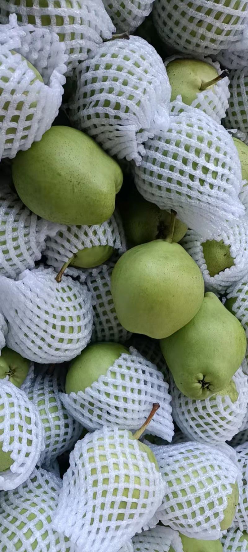 早酥梨