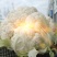 【陕西汉中菜花】乳白紧花产地直供商超加工保正质量全国发货