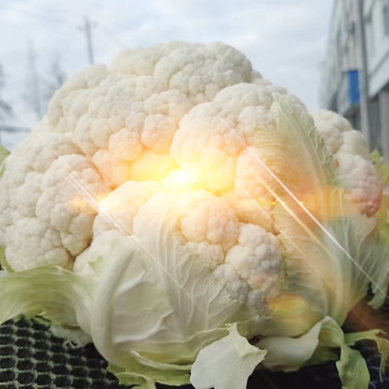 【陕西汉中菜花】乳白紧花产地直供商超加工保正质量全国发货