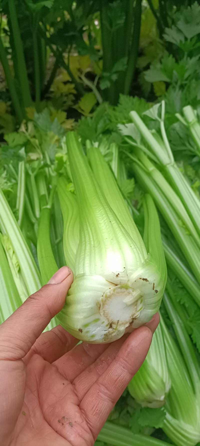 精品暖棚中颗西芹主发南方市场（长江以南）