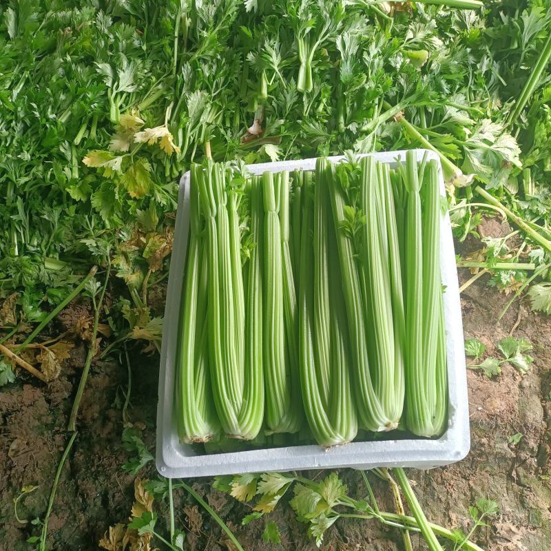 精品暖棚中颗西芹主发南方市场（长江以南）