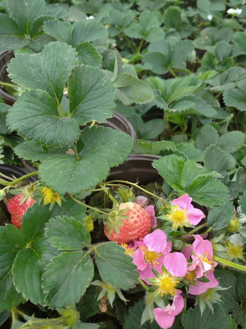 带果小草莓盆栽，大量有货，物流直发，欢迎咨询下单！