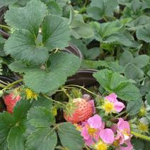 带果小草莓盆栽，大量有货，物流直发，欢迎咨询！