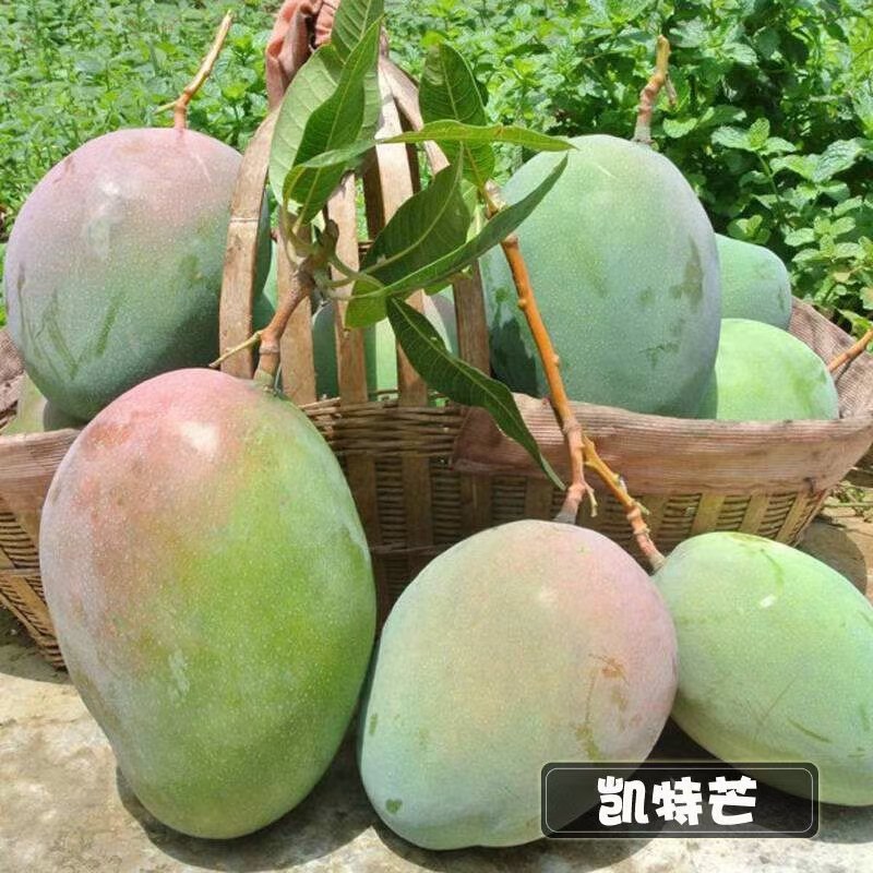 金煌芒果苗，果子大个又好吃，值得种植。还有各种品种芒果苗