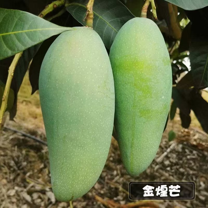 金煌芒果苗，果子大个又好吃，值得种植。还有各种品种芒果苗