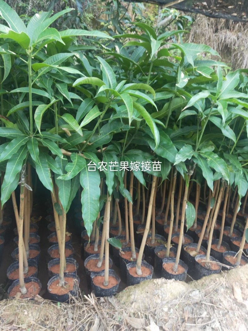 金煌芒果苗，果子大个又好吃，值得种植。还有各种品种芒果苗
